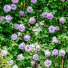 Hellviolette Kletterrose von GardenersDream