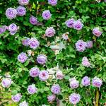 Gardenersdream Hellviolette Kletterrose