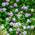 Hellviolette Kletterrose von GardenersDream