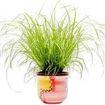 Gardenersdream Katzengras-Pflanze