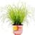Gardenersdream Katzengras-Pflanze