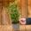 Laurus Nobilis Lorbeer von GardenersDream