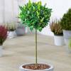 Lorbeerbaum von GardenersDream