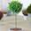 Lorbeerbaum von GardenersDream