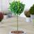 Gardenersdream Lorbeerbaum