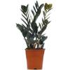 Schwarze Glücksfeder von Gardeners Dream