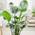Strelitzia Nicolai von GardenersDream