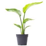 Gardenersdream STRNIC-13C