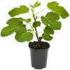 Feigenbaum von Gardeners Dream