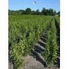 Kirschlorbeer Prunus Genolia von Gardline