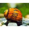 Batik-Schnecke von Garnelio Tiere