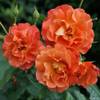 044668 von Garten Schlüter