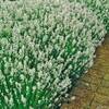 ‎35183 von Garten Schlüter