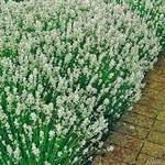Garten Schlüter ‎35183