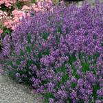 Garten Schlüter 44230