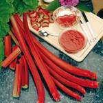Garten Schlüter Holsteiner Blut