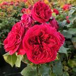 Garten Schlüter 51003