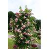 Kletterrose Jasmina von Garten Schlüter