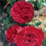 Garten Schlüter 55013