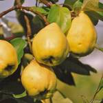 Garten Schlüter 64435