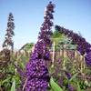048204 von Garten Schlüter