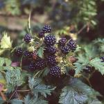 Garten Schlüter Brombeere Loch Ness