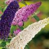 Drei-Farben-Sommerflieder von Garten Schlüter