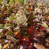 Fraise Melba von Garten Schlüter