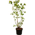 Garten Schlüter Gefüllter Schneeball