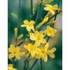 Gelber Winter-Jasmin von Garten Schlüter