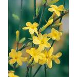 Garten Schlüter Gelber Winter-Jasmin