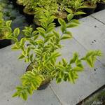 ‎Garten Schlüter Gold-Liguster
