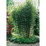 Garten Schlüter Horstbildender Bambus Pingwu