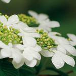 Garten Schlüter Japanischer Schneeball