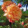Kletter-Rose Aloha von Garten Schlüter