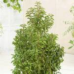 Garten Schlüter Portugiesischer Kirschlorbeer Angustifolia