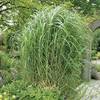 Riesen Chinaschilf von Garten Schlüter