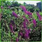 Garten Schlüter Royal Red