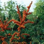 Garten Schlüter Sanddorn-Frau Leikora