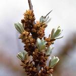 Garten Schlüter Sanddorn-Mann Pollmix