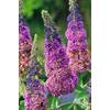 Sommerflieder Flower Power von Garten Schlüter