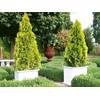 Thuja Golden Smaragd von Garten Schlüter
