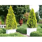 Garten Schlüter Thuja Golden Smaragd