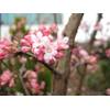 Winterschneeball Charles Lamont Viburnum bodnantense von Garten Schlüter