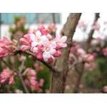 Garten Schlüter Winterschneeball Charles Lamont Viburnum bodnantense
