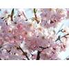Japanische Blütenkirsche Kanzan von Garten von Ehren