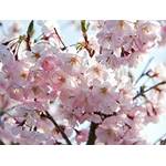 Garten von Ehren Japanische Blütenkirsche Kanzan