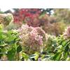 Rispenhortensie von Garten von Ehren