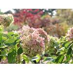 Garten von Ehren Rispenhortensie