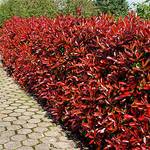 Gartencenter Bartels Glanzmispel Camilvy